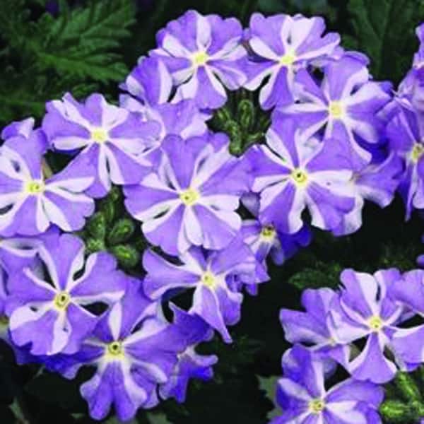 verbena-lanai-lavender-star