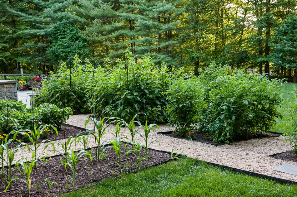 Dunlevy Vegetable Garden