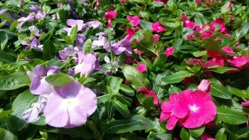 D & A Dunlevy Landscapers Vinca