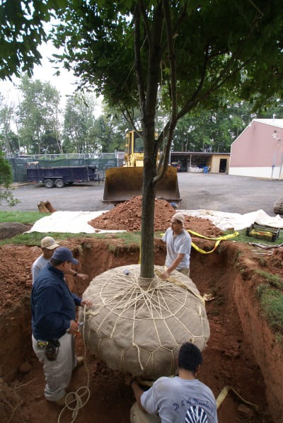 D & A Dunlevy Landscapers Tree Care