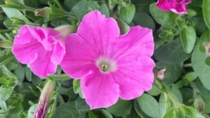 D & A Dunlevy Wave Petunia