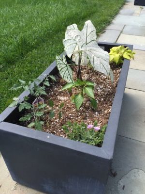 Container Gardens D & A Dunlevy Landscapers