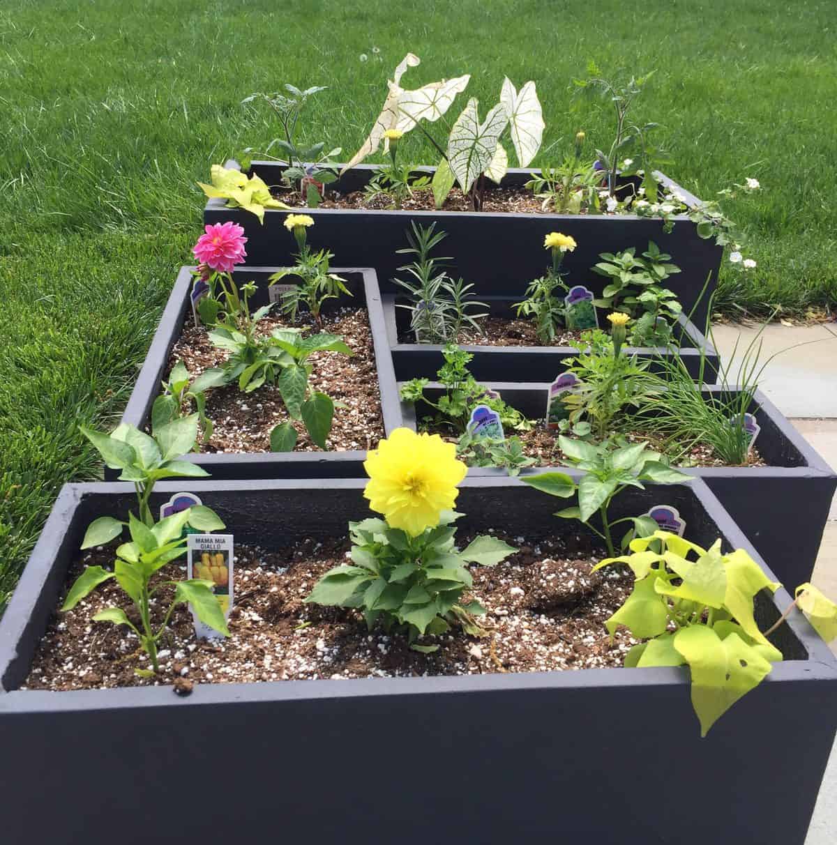 Container Gardens D & A Dunlevy Landscapers