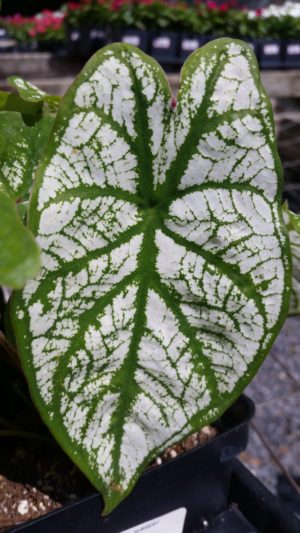 D & A Dunlevy Landscapers Caladium leaf