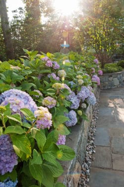 D & A Dunlevy Landscapers Hydrangea