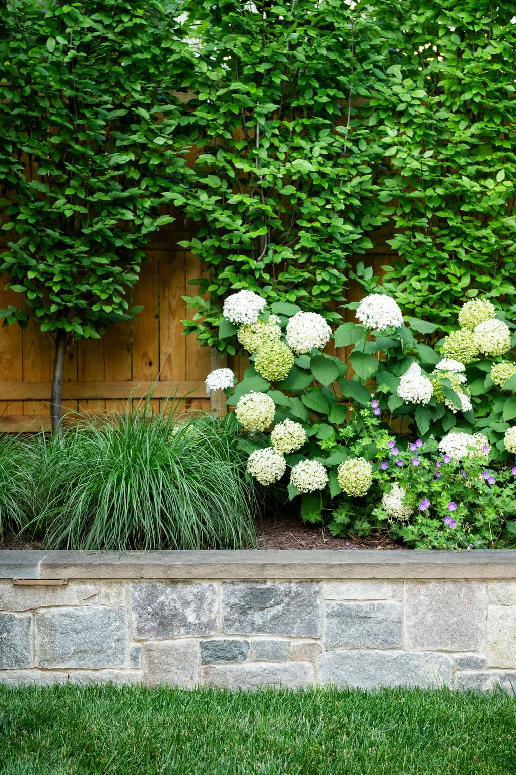 11- Hydrangea Landscape Design